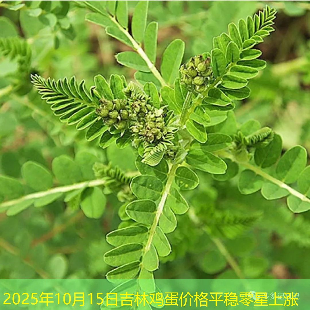 2025年10月15日吉林鸡蛋价格平稳零星上涨