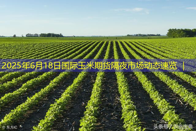 2025年6月18日国际玉米期货隔夜市场动态速览 ｜