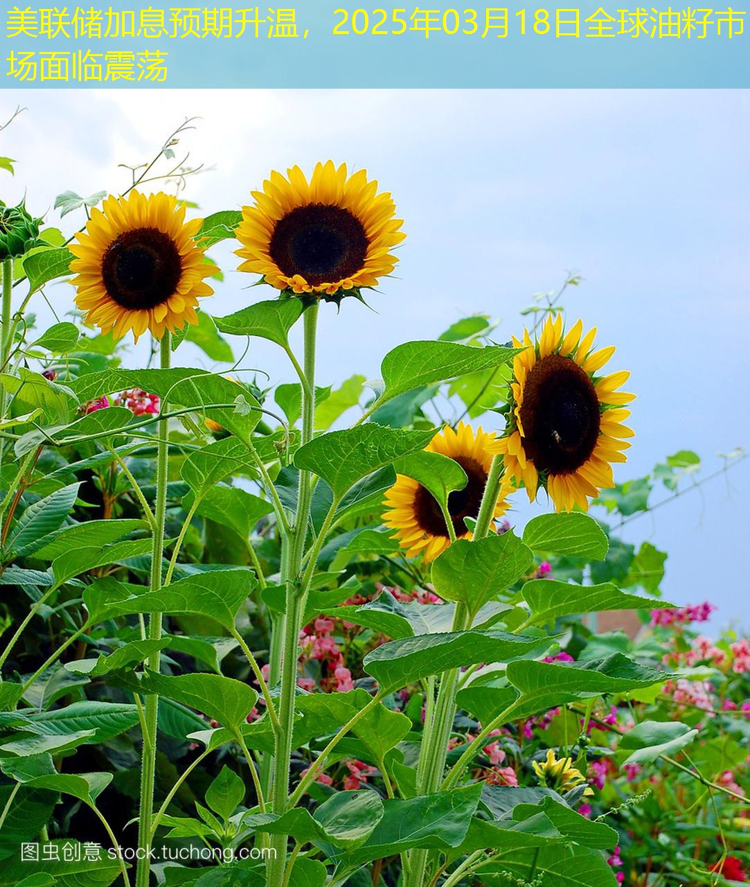 美联储加息预期升温，2025年03月18日全球油籽市场面临震荡