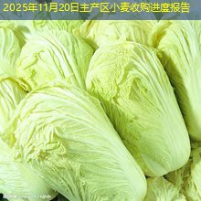 2025年11月20日主产区小麦收购进度报告