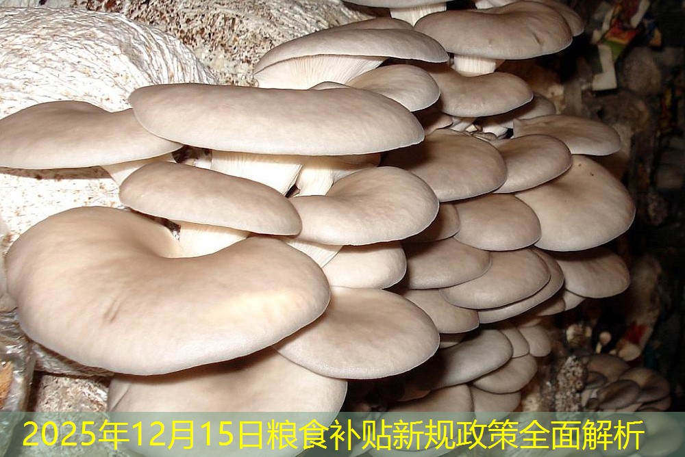 2025年12月15日粮食补贴新规政策全面解析