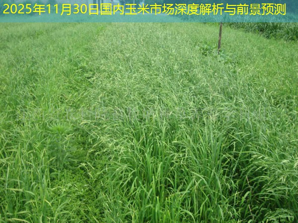 2025年11月30日国内玉米市场深度解析与前景预测