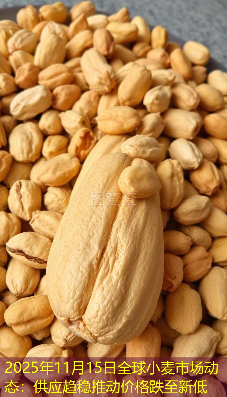2025年11月15日全球小麦市场动态：供应趋稳推动价格跌至新低