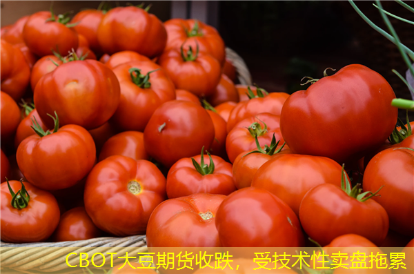 CBOT大豆期货收跌，受技术性卖盘拖累