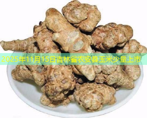 2025年11月15日吉林省农安县玉米少量上市