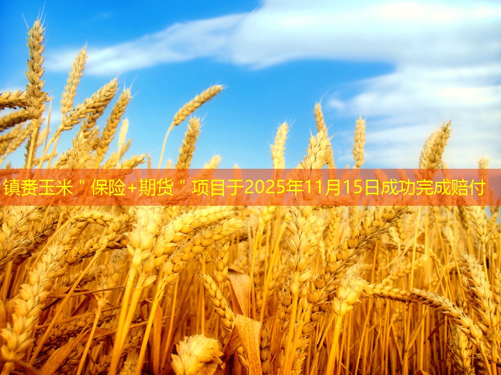 镇赉玉米＂保险+期货＂项目于2025年11月15日成功完成赔付