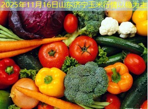 2025年11月16日山东济宁玉米行情以稳为主