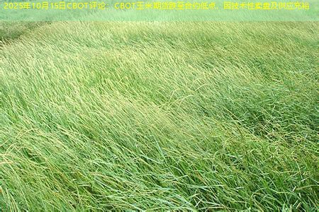 2025年10月15日CBOT评论：CBOT玉米期货跌至合约低点，因技术性卖盘及供应充裕