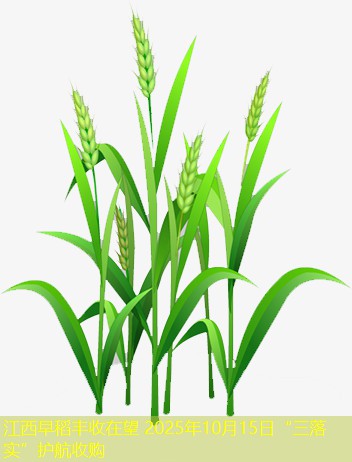 江西早稻丰收在望 2025年10月15日“三落实”护航收购