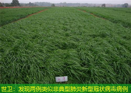 世卫：发现两例类似非典型肺炎新型冠状病毒病例