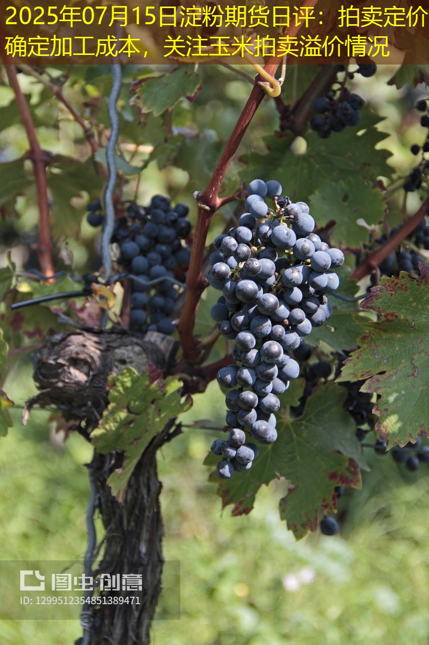 2025年07月15日淀粉期货日评：拍卖定价确定加工成本，关注玉米拍卖溢价情况