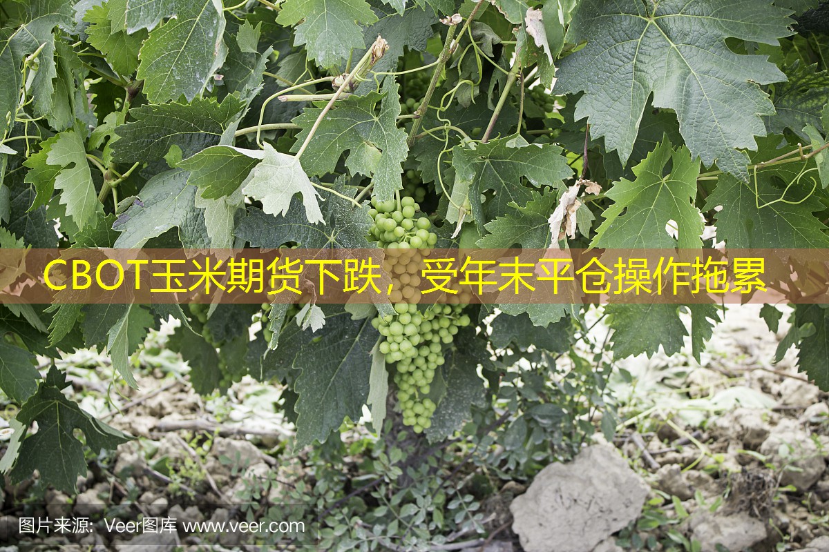 CBOT玉米期货下跌，受年末平仓操作拖累