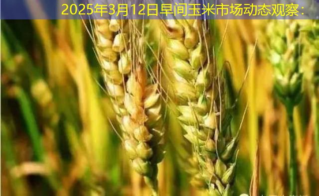 2025年3月12日早间玉米市场动态观察：