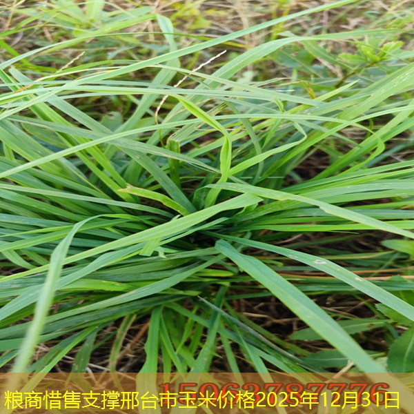 粮商惜售支撑邢台市玉米价格2025年12月31日