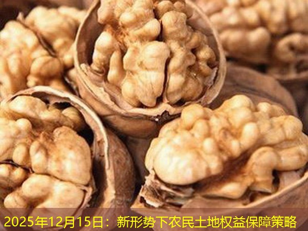 2025年12月15日：新形势下农民土地权益保障策略