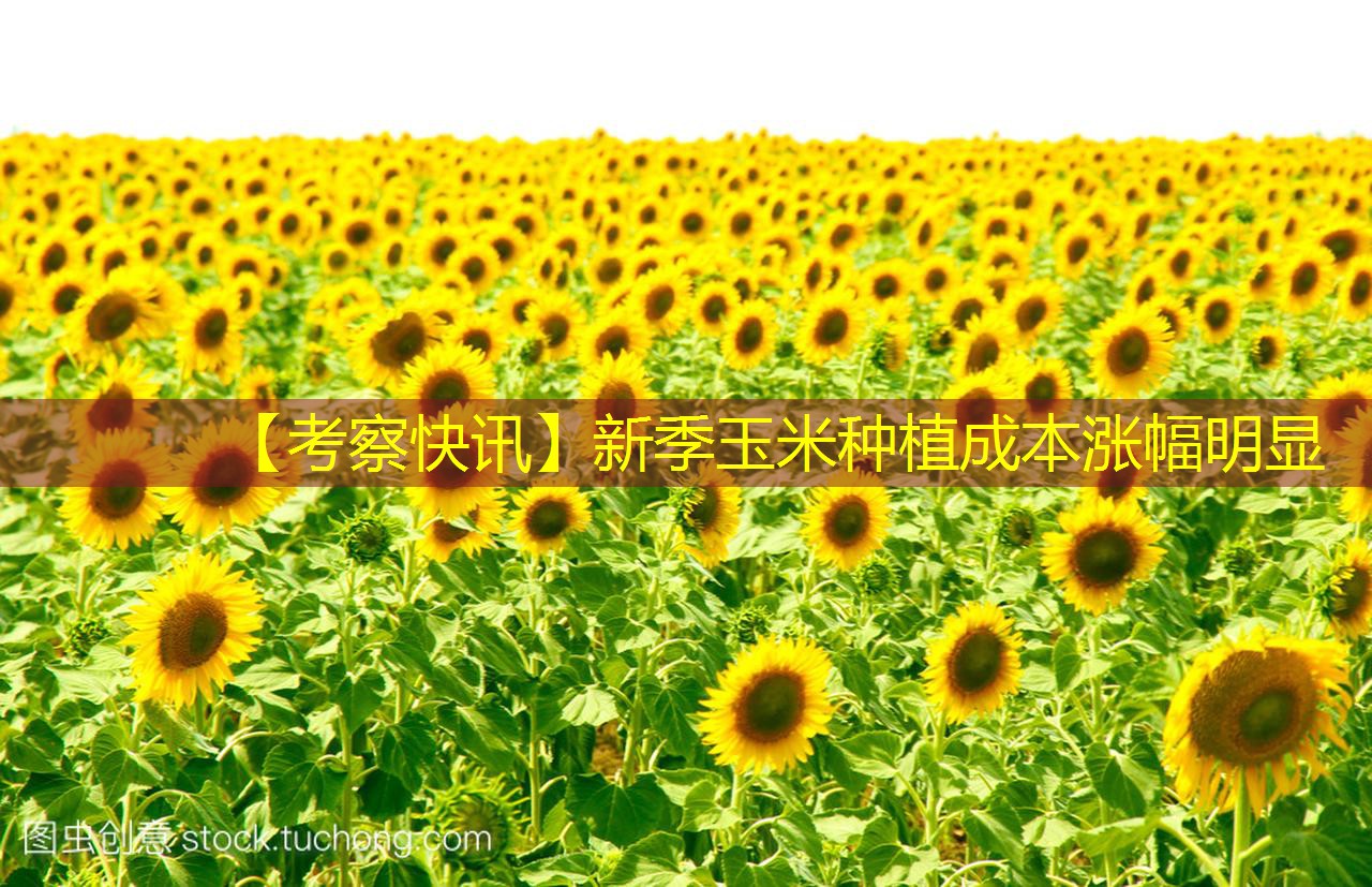 【考察快讯】新季玉米种植成本涨幅明显