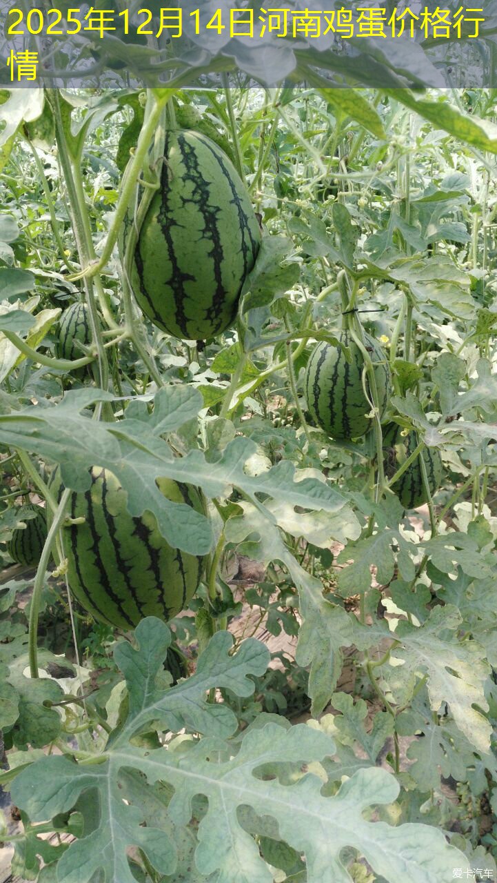 2025年12月14日河南鸡蛋价格行情