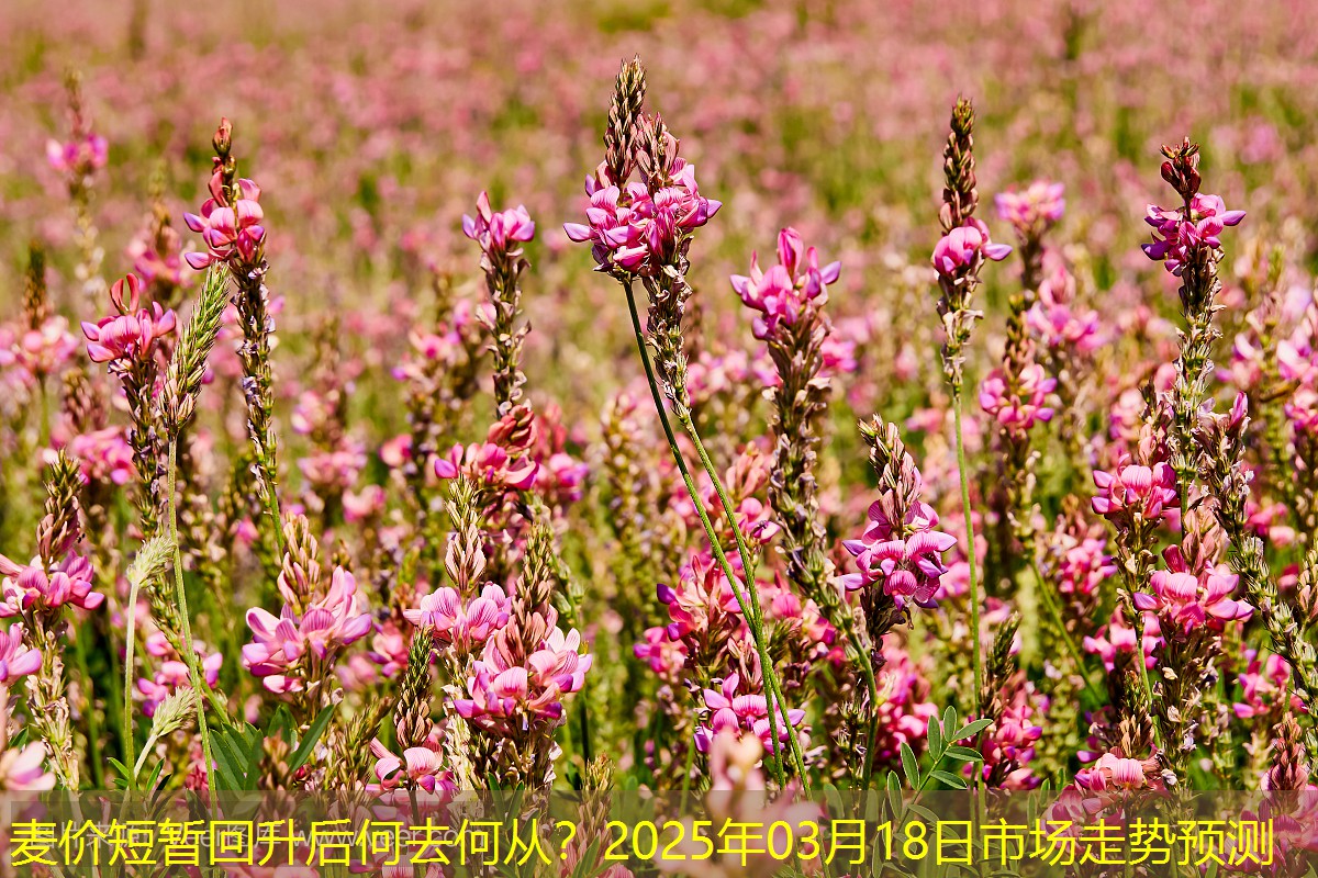 麦价短暂回升后何去何从？2025年03月18日市场走势预测