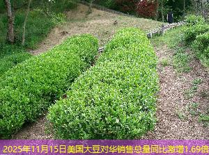 2025年11月15日美国大豆对华销售总量同比激增1.69倍