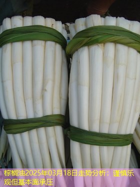 棕榈油2025年03月18日走势分析：谨慎乐观但基本面承压
