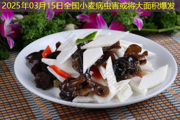 2025年03月15日全国小麦病虫害或将大面积爆发