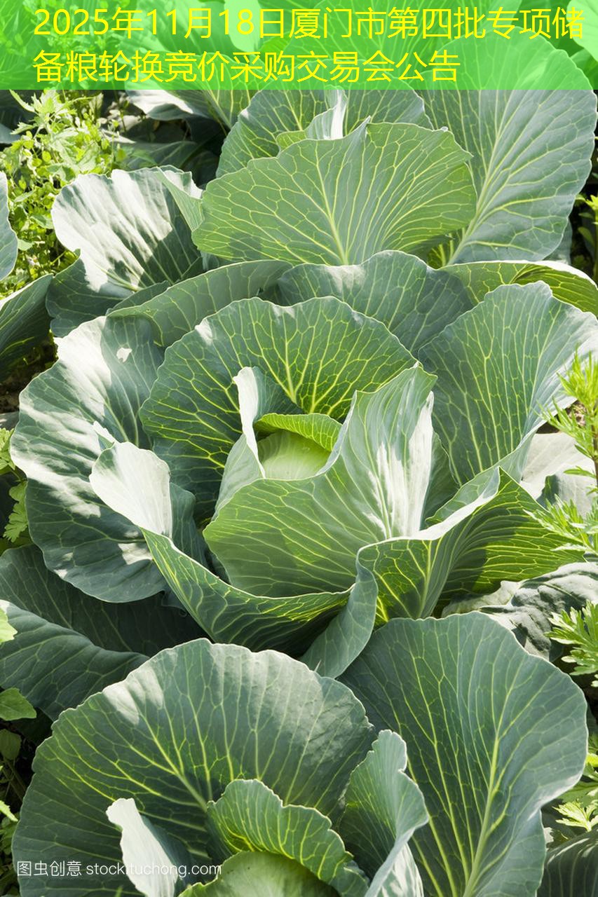 2025年11月18日厦门市第四批专项储备粮轮换竞价采购交易会公告