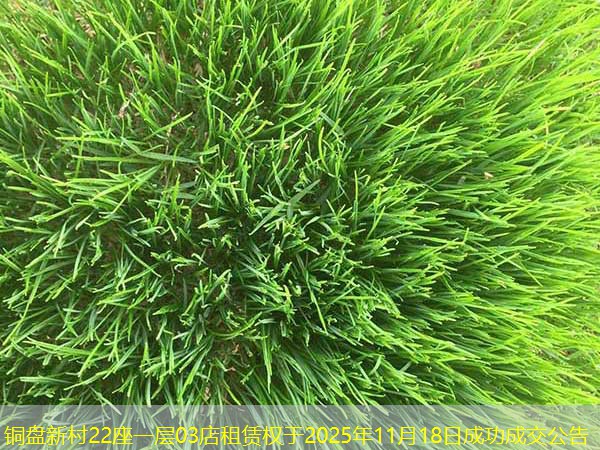 铜盘新村22座一层03店租赁权于2025年11月18日成功成交公告