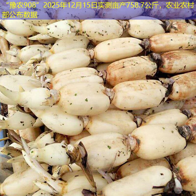 “豫农908”2025年12月15日实测亩产758.7公斤，农业农村部公布数据