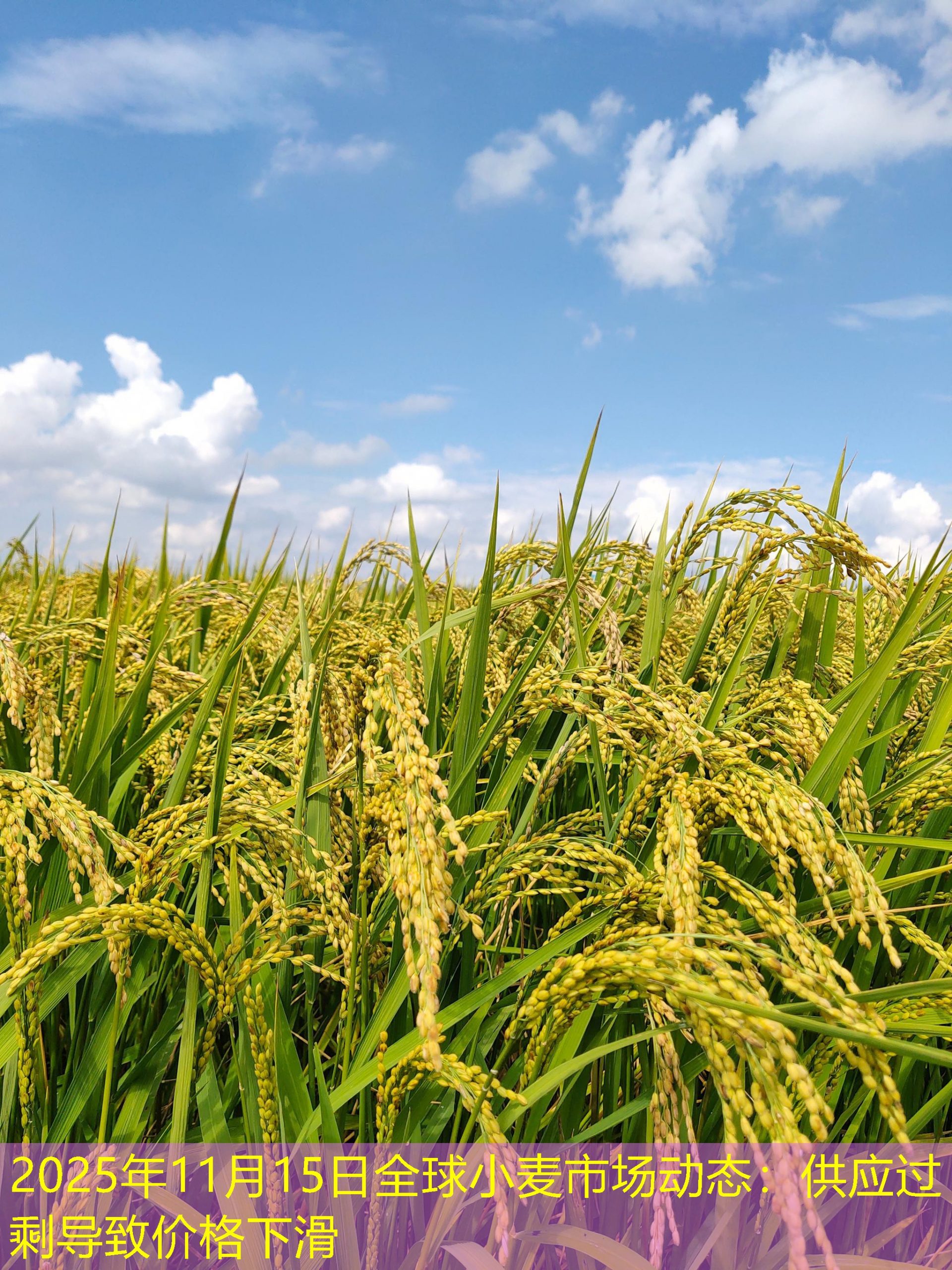 2025年11月15日全球小麦市场动态：供应过剩导致价格下滑