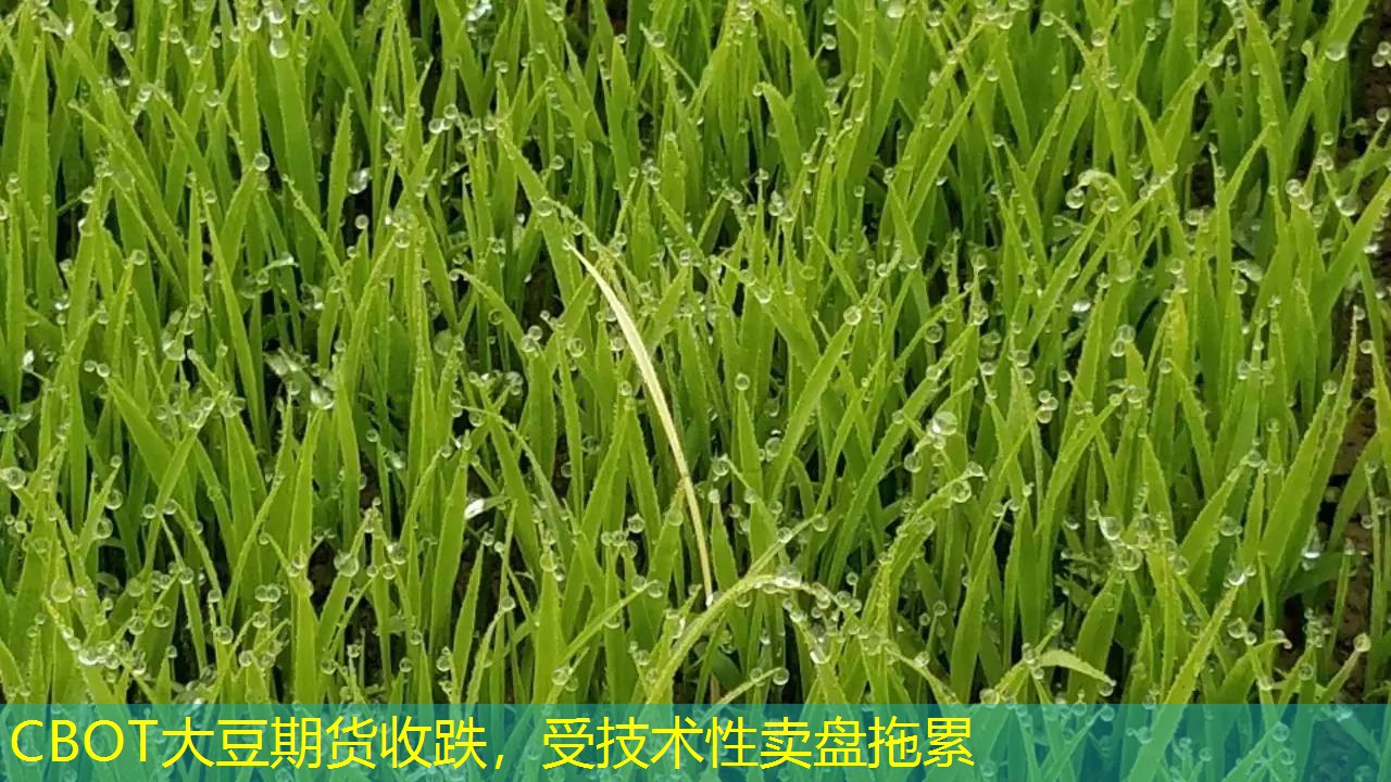 CBOT大豆期货收跌，受技术性卖盘拖累