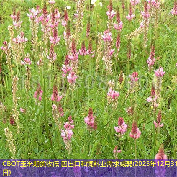 CBOT玉米期货收低 因出口和饲料业需求减弱(2025年12月31日)