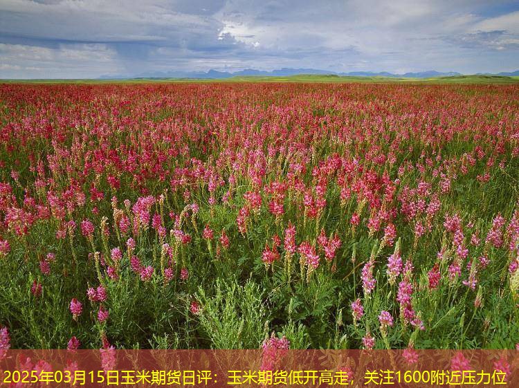 2025年03月15日玉米期货日评：玉米期货低开高走，关注1600附近压力位