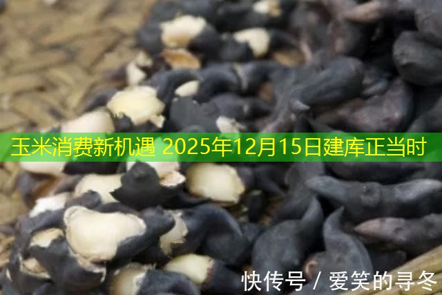 玉米消费新机遇 2025年12月15日建库正当时