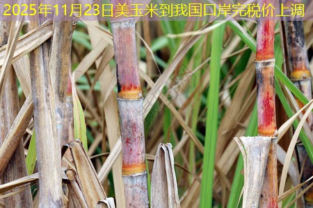 2025年11月23日美玉米到我国口岸完税价上调