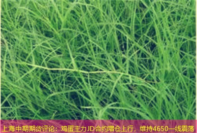 上海中期期货评论：鸡蛋主力JD合约增仓上行，维持4650一线震荡