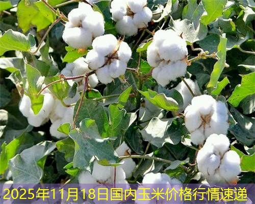 2025年11月18日国内玉米价格行情速递