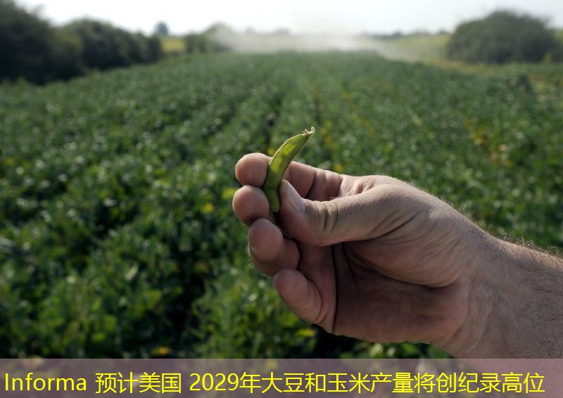 Informa 预计美国 2029年大豆和玉米产量将创纪录高位