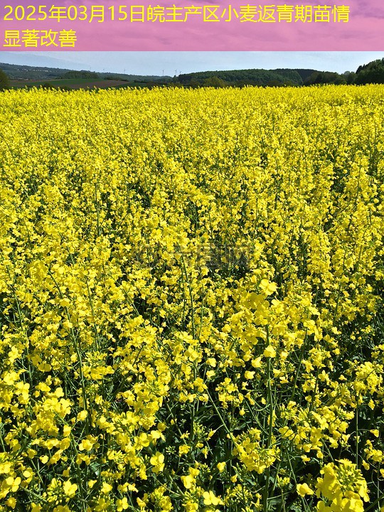 2025年03月15日皖主产区小麦返青期苗情显著改善