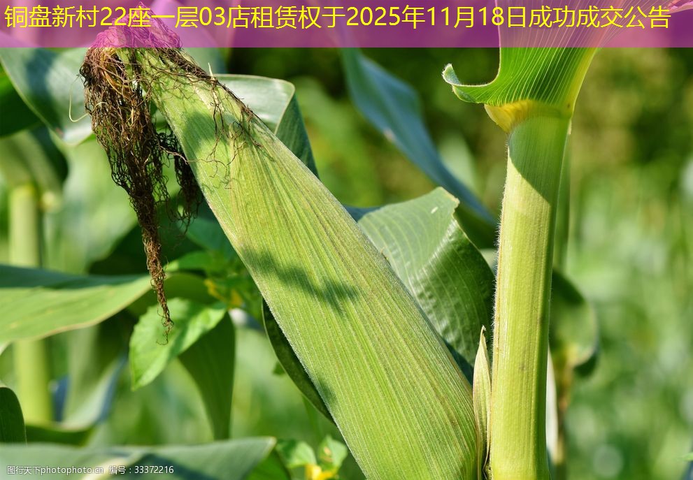 铜盘新村22座一层03店租赁权于2025年11月18日成功成交公告