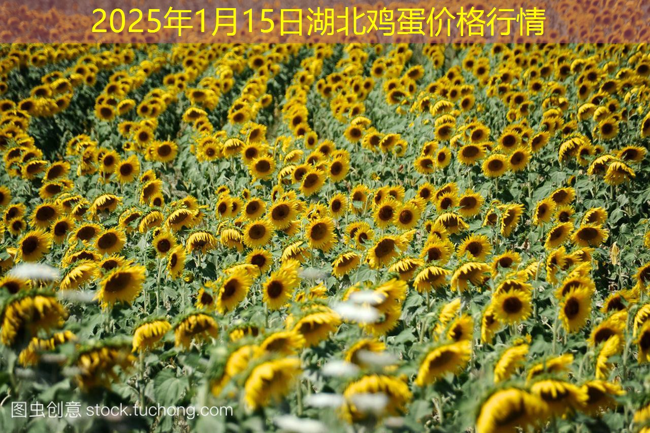 2025年1月15日湖北鸡蛋价格行情