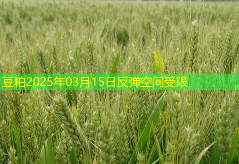 豆粕2025年03月15日反弹空间受限