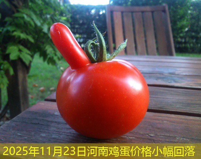 2025年11月23日河南鸡蛋价格小幅回落