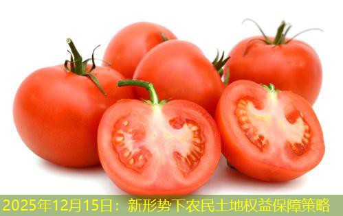 2025年12月15日：新形势下农民土地权益保障策略