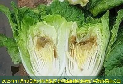 2025年11月18日泉州市泉港区专项储备粮轮换竞价采购交易会公告