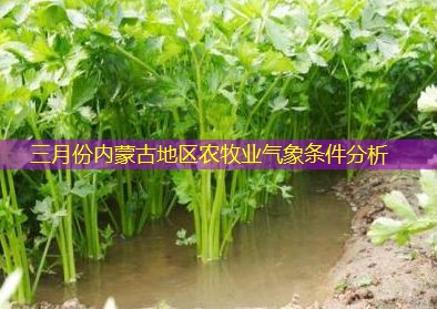 三月份内蒙古地区农牧业气象条件分析