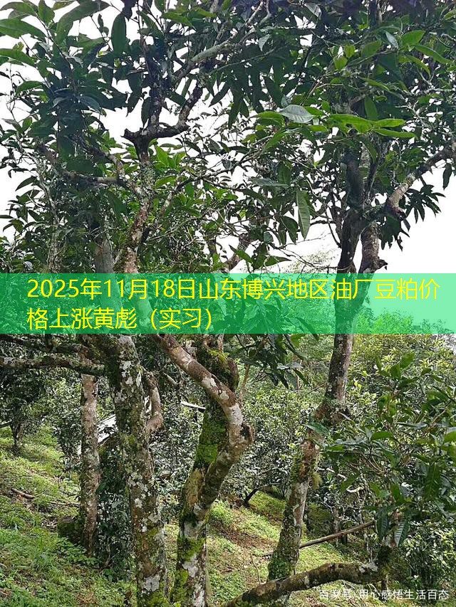 2025年11月18日山东博兴地区油厂豆粕价格上涨黄彪（实习）