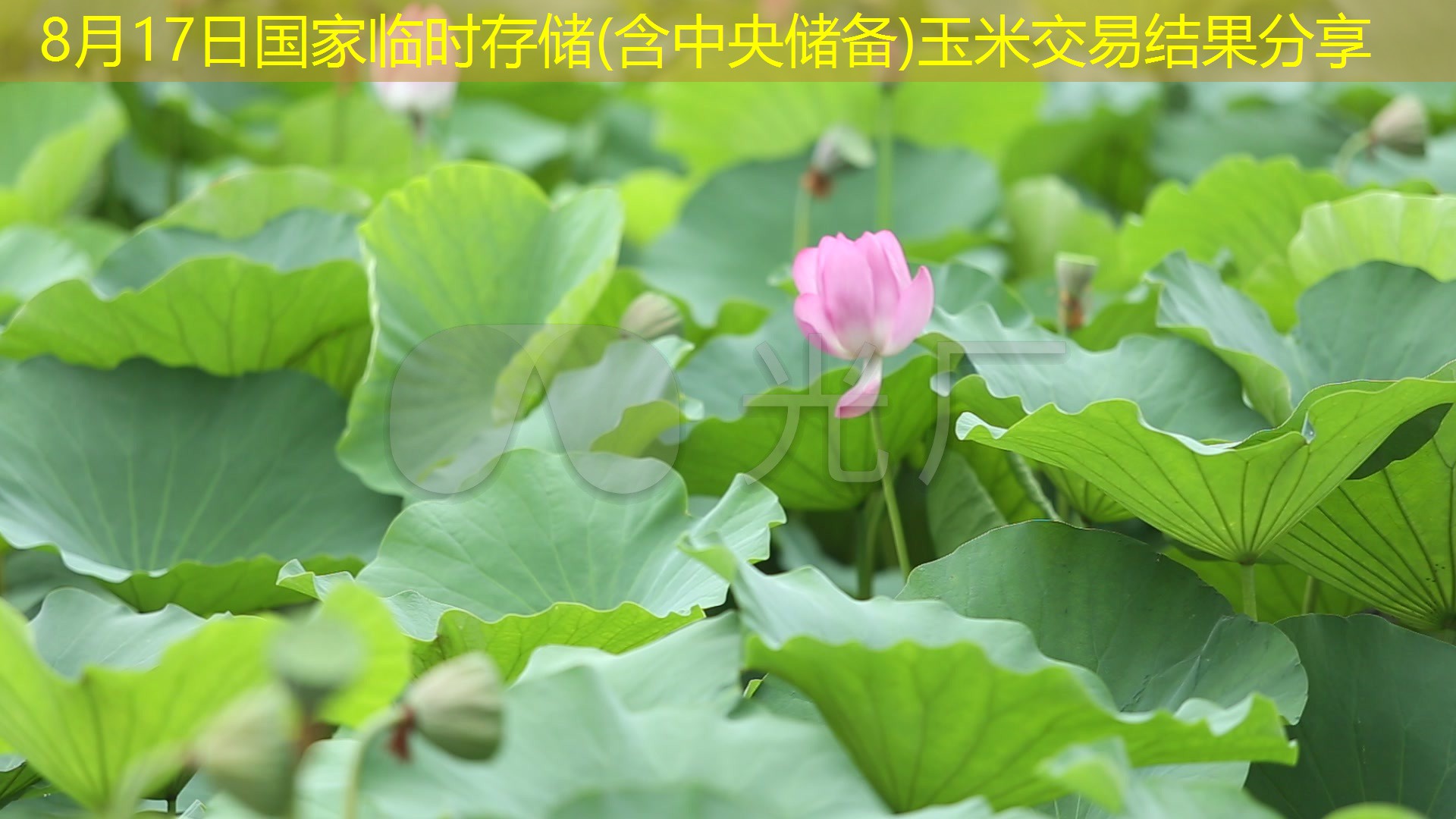 8月17日国家临时存储(含中央储备)玉米交易结果分享