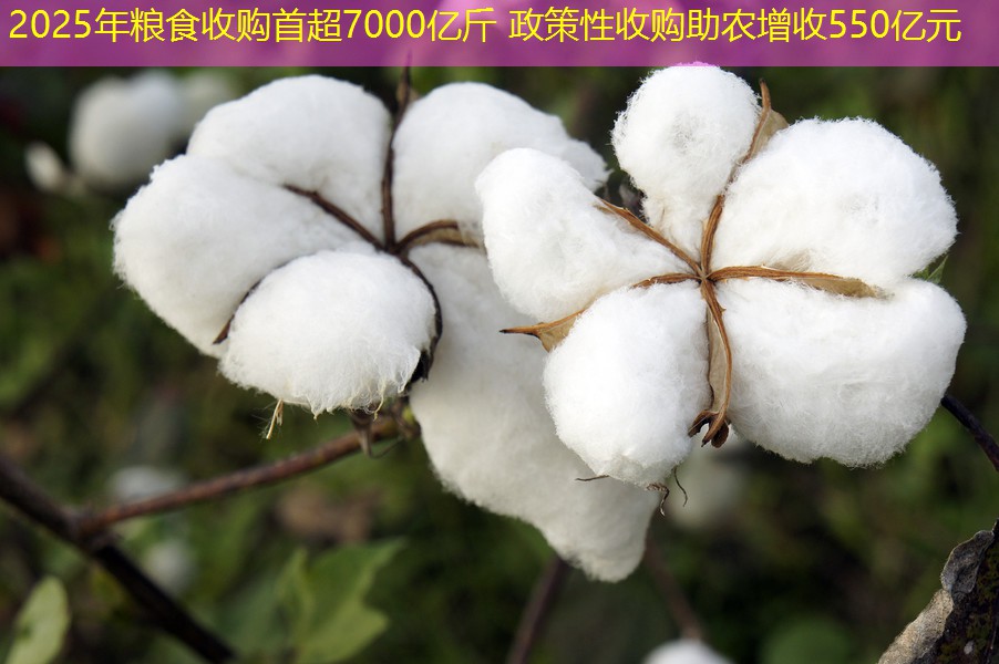 2025年粮食收购首超7000亿斤 政策性收购助农增收550亿元