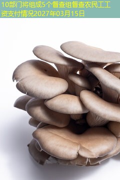10部门将组成5个督查组督查农民工工资支付情况2027年03月15日