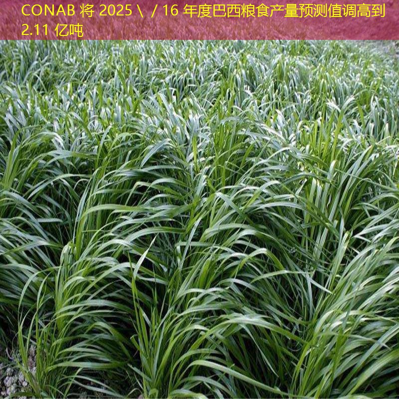 CONAB 将 2025＼／16 年度巴西粮食产量预测值调高到 2.11 亿吨